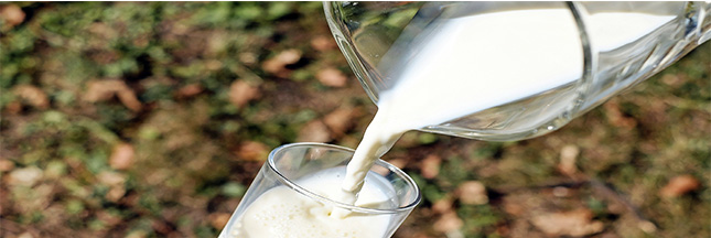 Du lait de vache produit sans vache bientôt dans vos supermarchés ?
