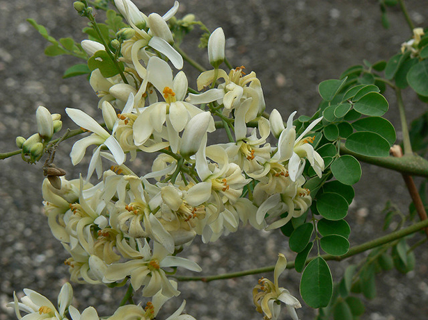 moringa, fleurs, feuilles