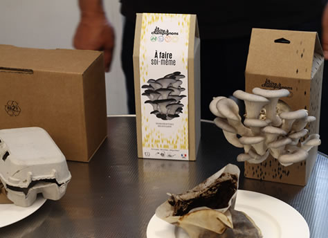 Kit DIY de champignons, les pleurotes gris
