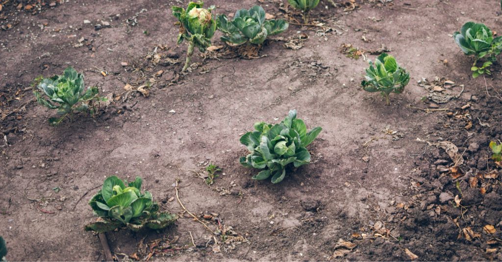 Jardinage : 5 manières naturelles de remédier à un sol pauvre