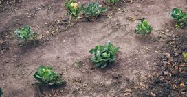 Jardinage : 5 manières naturelles de remédier à un sol pauvre