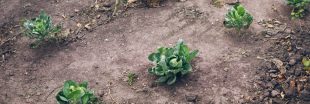 Jardinage : 5 manières naturelles de remédier à un sol pauvre