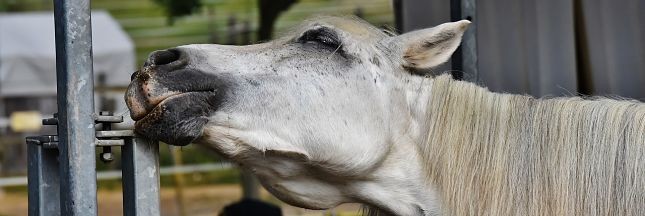 27 chevaux sauvés par 30 millions d’amis