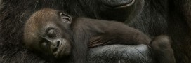 Planète vivante 2016, gorille, WWF