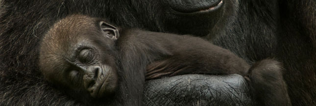 Rapport Planète Vivante 2016 :  ' l'Homme détruit son capital naturel '