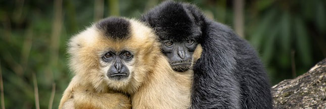 En matière de sentiments, les animaux n'ont rien à nous envier