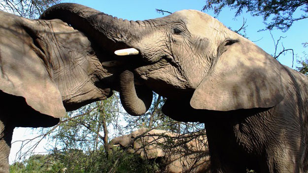 animaux-sentiments-elephants