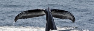 La CBI refuse la création d'un sanctuaire baleinier