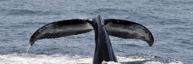 La CBI refuse la création d’un sanctuaire baleinier