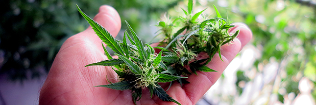 cannabis, marijuana, beuh, weed, legalize it