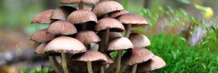 Les mille vertus du champignon