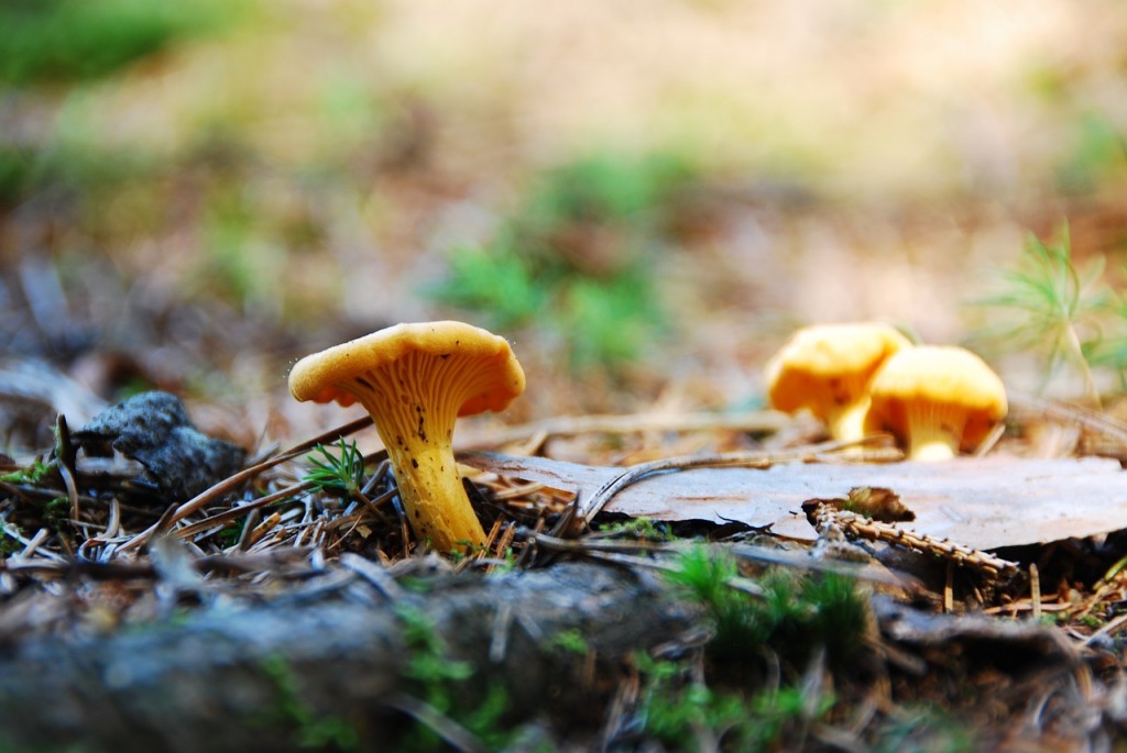 Une carte à « champignons » suscite la colère des cueilleurs