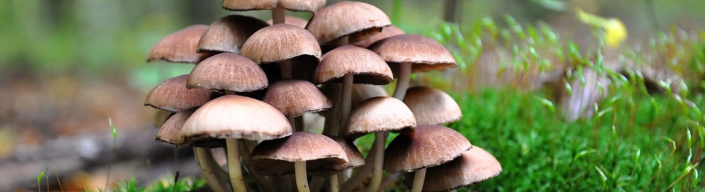 Les mille vertus du champignon