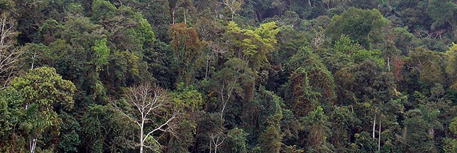 La déforestation au Brésil serait largement sous-estimée