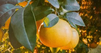 Pépins de pamplemousse : un antibiotique naturel aux nombreux bénéfices ! Pépins de pamplemousse : un antibiotique naturel aux nombreux bénéfices !