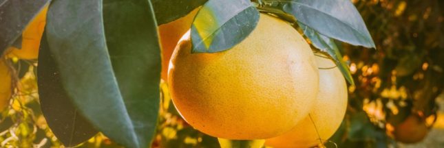 Les bienfaits des pépins de pamplemousse