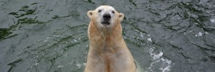 Chine : l'ours du centre commercial inquiète les ONG