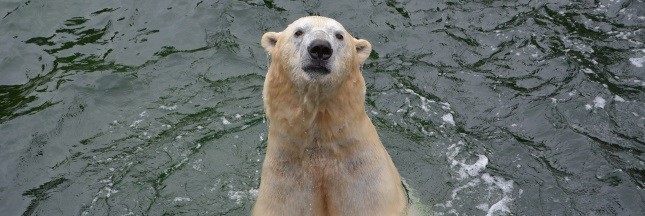 Chine : l’ours du centre commercial inquiète les ONG