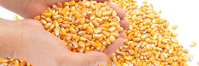 Rappel produit : maïs sans Sucres Ajoutés, Bio Village Leclerc