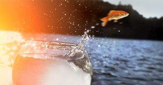 Ne relâchez pas votre poisson rouge dans une rivière ! Ne relâchez pas votre poisson rouge dans une rivière !