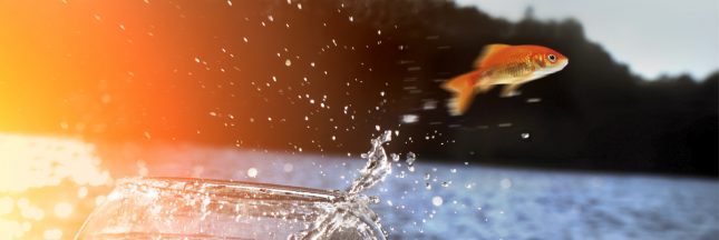 relâcher poisson rouge