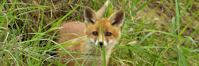 Des centaines de milliers de renards abattus chaque année Des centaines de milliers de renards abattus chaque année