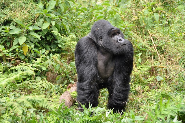 rwanda gorille