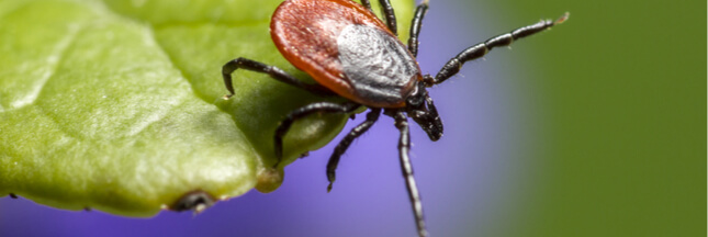 La salive des tiques à l’origine de la progression de l’allergie à la viande