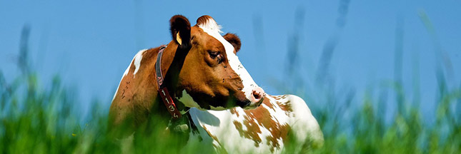 98 % des Français sont sensibles au bien-être animal