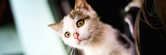 Nourriture pour animaux : 5 raisons d'opter pour des aliments bio