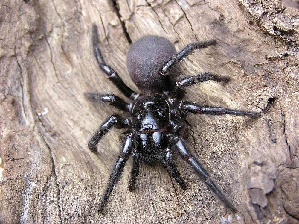 mygale atrax robustus, une araignee dangereuse