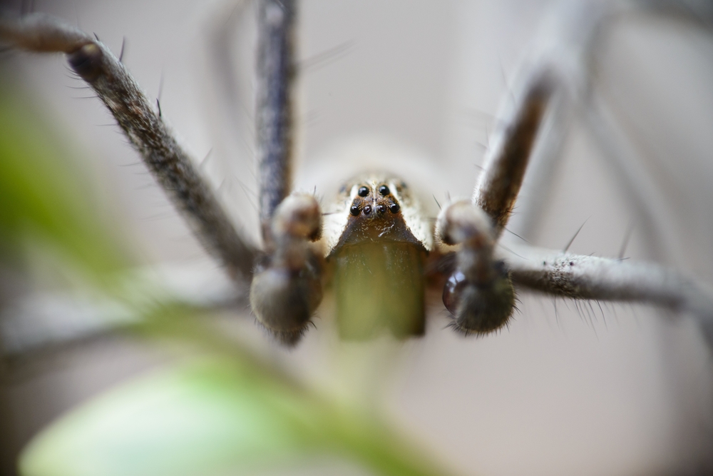 araignee recluse brune, une araignee dangereuse