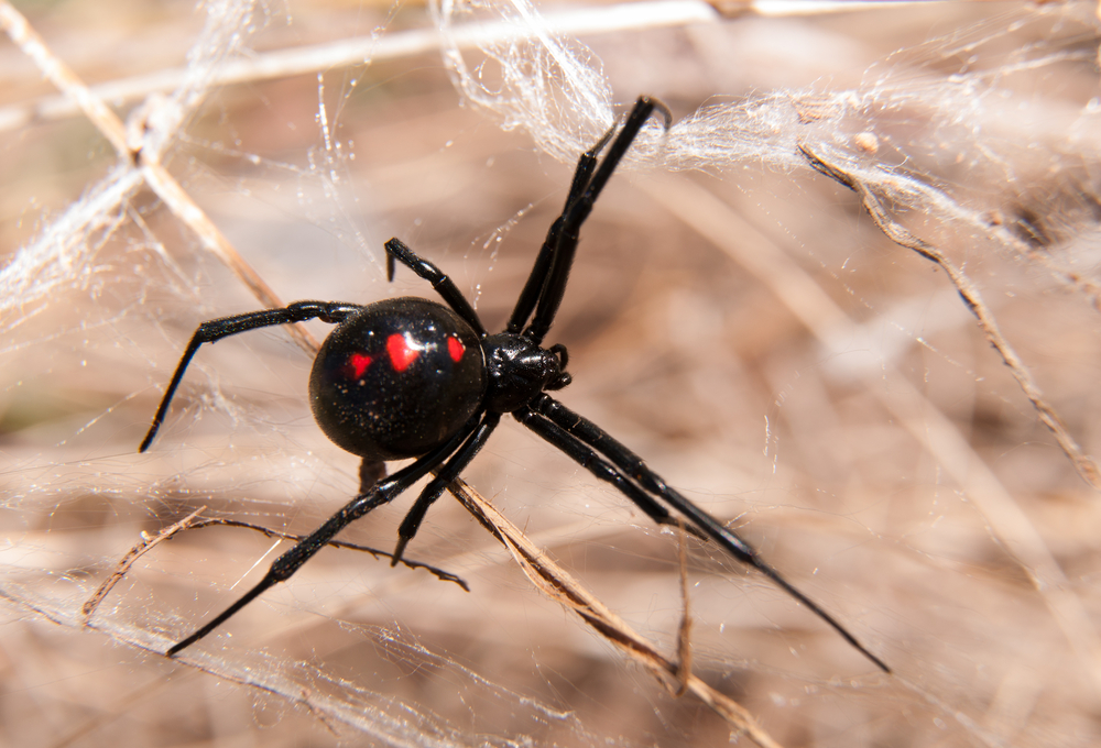 veuve noire, une araignee dangereuse