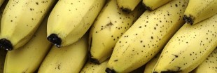 La banane va t-elle disparaître ? La banane va t-elle disparaître ?