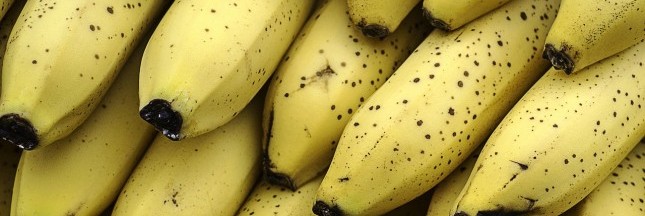 La banane va t-elle disparaître ?