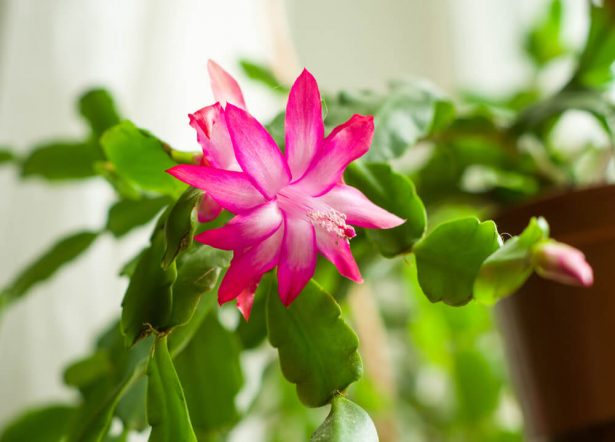 cactus de Noël, Schlumbergera