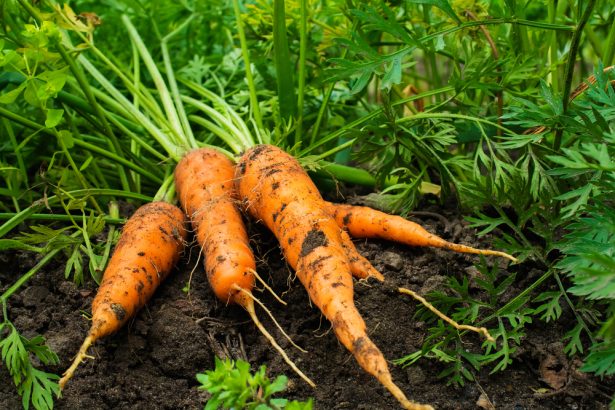 légumes de saison novembre