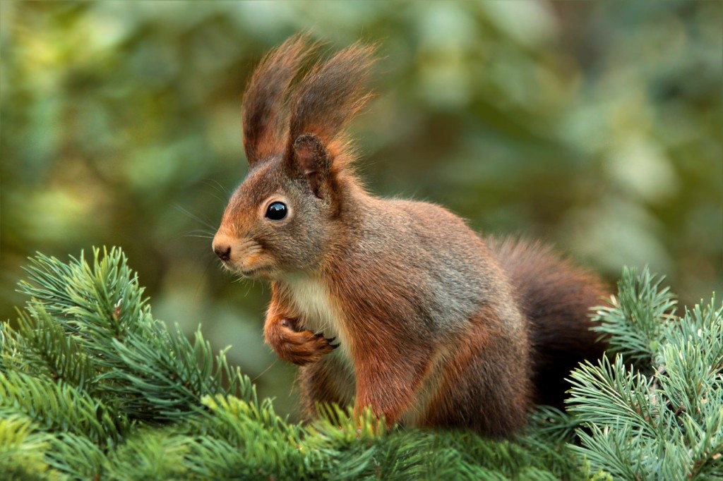 Au Royaume-Uni, les écureuils sont porteurs de la lèpre