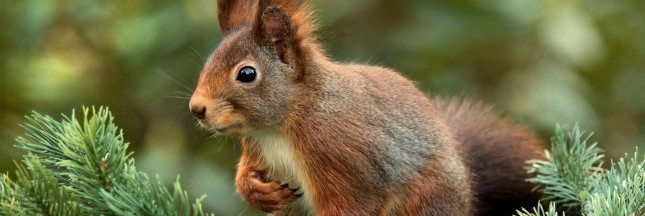 Au Royaume-Uni, les écureuils sont porteurs de la lèpre
