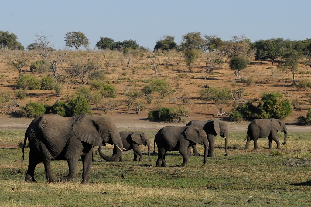 De plus en plus d’éléphants naissent sans défenses