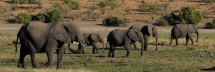 De plus en plus d'éléphants naissent sans défenses