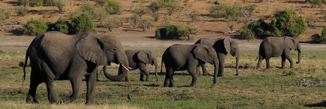 De plus en plus d’éléphants naissent sans défenses