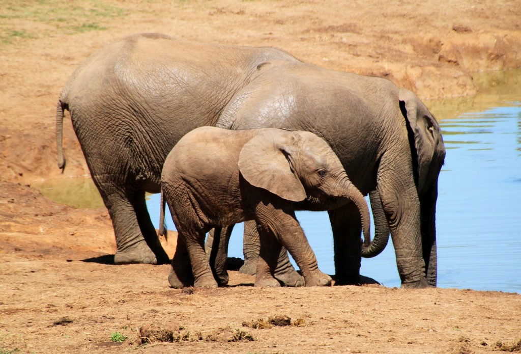 éléphants, éléphanteau