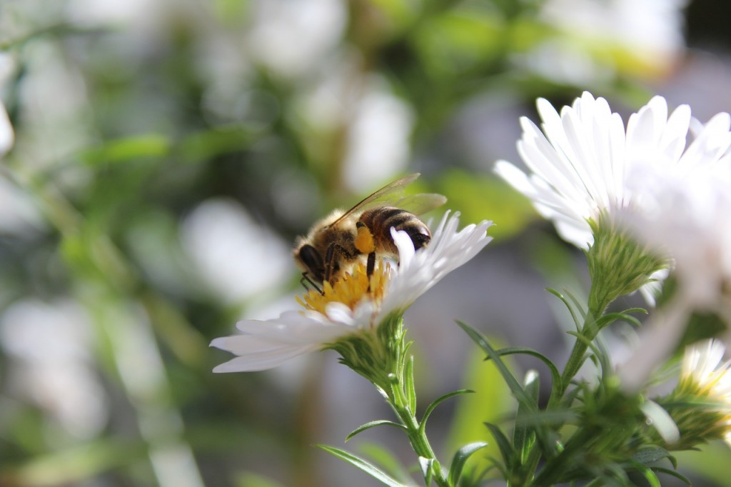 La disparition des abeilles coûterait 3 milliards d’euros