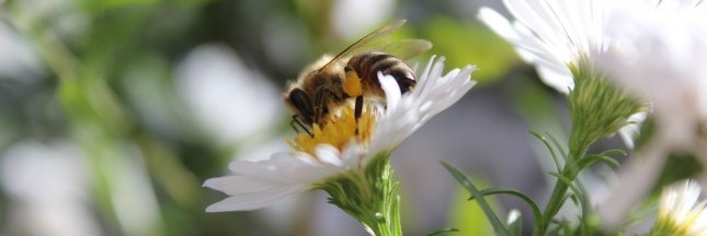 abeilles, fleur