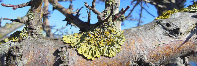 Lichens et réchauffement climatique: peuvent-ils nous aider ? Lichens et réchauffement climatique: peuvent-ils nous aider ?