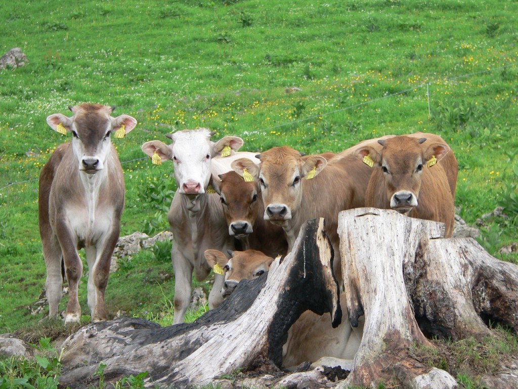 Le premier parti animaliste voit le jour