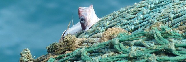 pêche en eau profonde, ressources halieutiques, chalutier, filet, poissons