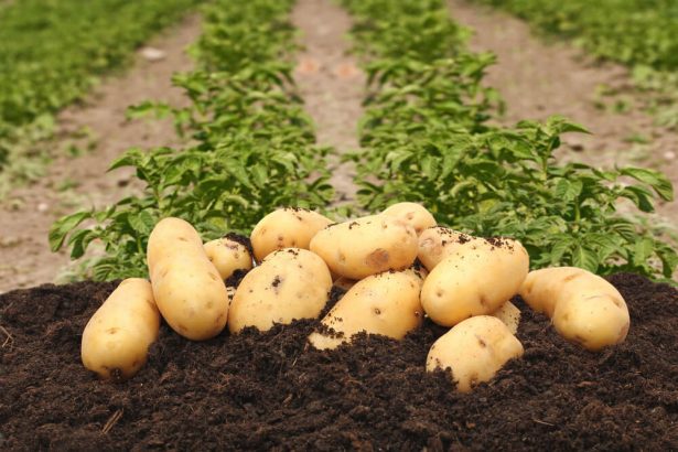 légumes de saison novembre