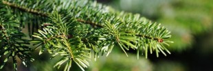 Sapins de Noël : et si vous optiez pour le 'Label Rouge' ? Sapins de Noël : et si vous optiez pour le 'Label Rouge' ?